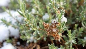 Rosmarin wird im Januar braun? So erkennst du jetzt Frostschaden und rettest die Pflanze richtig